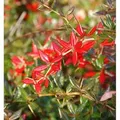 Immergrüne Kissenberberitze 40-50cm - Berberis candidula