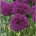 Zierlauch Purple Sensation - Allium aflatunense