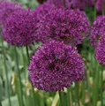 Zierlauch Purple Sensation - Allium aflatunense - lebende Gartenpflanze aus den Baumschulen