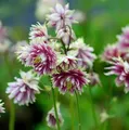Akelei Nora Barlow - Aquilegia vulgaris - lebende Gartenpflanze aus den Baumschulen