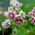 Akelei Nora Barlow - Aquilegia vulgaris