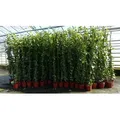 4 Stück Efeu Pflanze Hedera helix 180 - 200 cm Pyramide Säule winterhart Kletterpflanze Hecke Sichtschutz blickdicht