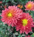 Winteraster Oury - Chrysanthemum hortorum