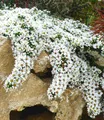 BALDUR Garten Steinaster Snowflurry,3 Pflanzen, Steingarten-Staude kriecht üppig über Steine, überreich mit kleinen weißen Blüten bedeckt, winterharte, robuste & reichblühende Teppichaster