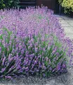 BALDUR Garten 9er Winterharte Stauden Lavendel-Hecke 'Blau', Pflanzen mit 9x9 cm Topfballen, Duftlavendel, Lavandula angustifolia Munstead, echter Lavendel, trockenresistent, bienenfreundlich