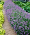 BALDUR Garten Hecken 9er Lavendel-Hecke 'Blau', 9 St., Duftlavendelhecken, winterhart, duftend, pflegeleicht