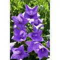 Platycodon Grandiflorus Fuji Blue Ballonblume Ca. 9x9 cm Topf