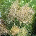 Bronze Fenchel - Foeniculum vulgare - lebende Gartenpflanze aus den Baumschulen