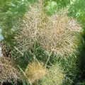 Bronze Fenchel - Foeniculum vulgare