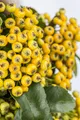 Pyracantha 'Soleil d'Or', Feuerdorn, gelb, 60–80 cm