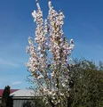 Japanische Säulenkirsche 60-80cm - Prunus serrulata - lebende Gartenpflanze aus den Baumschulen