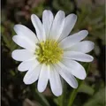 Balkanwindröschen White Splendour - Anemone blanda