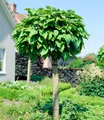 BALDUR Garten 1x Kugel-Trompetenbaum auf Stamm, Pflanze im 4 Liter-Topf, duftende Blätter die Insekten fern halten, trockenresistent, winterhart, pflegeleicht, blühend, Catalpa bignonioides