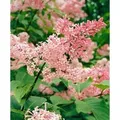 Syringa Reflexa Chinesischer Flieder 60-80 cm