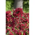 Weigela Eva Rathke Weigelie Rot 125–150 cm
