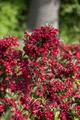Pflanzen für Dich Gehölze Weigela 'Eva Rathke', 1 St., Weigelie, Glockenstrauch