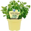 Blu Bio-Rokoko-Minze Topf-Ø ca. 12 cm Mentha suaveolens calixte