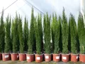 5x Mittelmeerzypresse Cupressus Sempervirens Totem 100 - 120 cm Toskana Zypresse