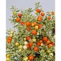 Solanum Dulcamara Bittersüßer Nachtschatten Ca. 11x11 cm Topf