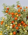 Solanum dulcamara, Bittersüßer Nachtschatten, ca. 11x11 cm Topf