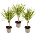 zweifarbiger Drachenbaum - Dracaena marginata Bicolor - Set mit 3 Pflanzen