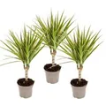 Exotenherz Zweifarbiger Drachenbaum Dracaena Marginata Bicolor Set mit 3 Pflanzen