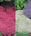 BALDUR Garten 6er Winterharter Bodendecker-Thymian Kollektion rot und weiß, Pflanzen im 9x9 cm-Topf, Thymus, Polsterthymian, Thymian Pflanzen, winterharte Stauden, trockenresistent, bienenfreundlich