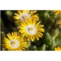 Delosperma Congestum Golden Nugget Mittagsblume Gelb Ca. 9x9 cm Topf