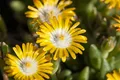 Delosperma congestum 'Golden Nugget', Mittagsblume, gelb, ca. 9x9 cm Topf