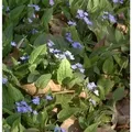Gedenkemein - Omphalodes verna