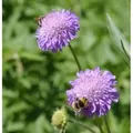 Ackerskabiose - Knautia arvensis