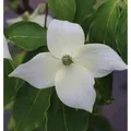 Chinesischer Blumenhartriegel China Girl 60-80cm - Cornus kousa