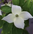 Chinesischer Blumenhartriegel China Girl 60-80cm - Cornus kousa