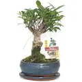 Exotenherz Bonsai Chinesischer Feigenbaum Ficus Retusa ca. 6 Jahre Kugelform