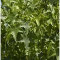 Kugel Amberbaum Gumball 60-80cm - Liquidambar styraciflua