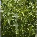 Kugel Amberbaum Gumball 60-80cm - Liquidambar styraciflua
