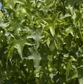 Kugel Amberbaum Gumball 60-80cm - Liquidambar styraciflua
