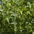 Kugel Amberbaum Gumball 60-80cm - Liquidambar styraciflua