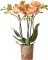 Kolibri Orchids orange Phalaenopsis Orchidee -35cm hoch Topfgröße 9cm blühende Zimmerpflanze frisch vom Züchter