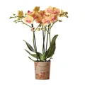 Kolibri Orchids | orange Phalaenopsis Orchidee -35cm hoch - Topfgröße 9cm | blüh