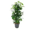 Exotenherz Zimmerpflanze Ficus benjamini "Danielle" im 17cm Topf