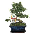 Exotenherz Zimmerpflanze Bonsai Fukientee - Carmona microphylla - ca. 8 Jahre