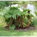 Riesen Mammutblatt - Gunnera manicata