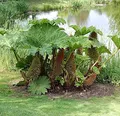 Riesen Mammutblatt - Gunnera manicata - lebende Gartenpflanze aus den Baumschulen