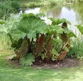 Riesen Mammutblatt - Gunnera manicata