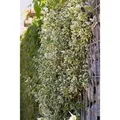 Euonymus Fortunei Emerald Gaiety Kriechspindel Grün-Weiß 15–20 cm