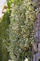 Euonymus fortunei 'Emerald Gaiety' 15–20 cm – Winterhart, Immergrün, Pflegeleicht – Kriechspindel – Bodendecker für Garten & Beet