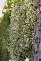 Pflanzen für Dich Bodendecker Euonymus fortunei Emerald Gaiety, 1 St., Kriechspindel, Spindelstrauch, grün-weiß panaschiert, winterhart