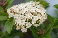 Viburnum tinus 'Ladybird', Lorbeer-Schneeball, immergrün, 50–60 cm
