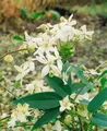 Pflanzen für Dich Kletterpflanze Clematis armandii Snowdrift, 1 St., Immergrüne Waldrebe, immergrün, duftend